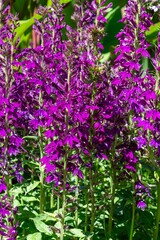 Close up of a purple cardinal flower (lobelia cardinalis) flower in bloom