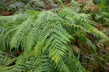 Close up shot of beautiful delicate green ferns growing in woodland in rural Shropshire.