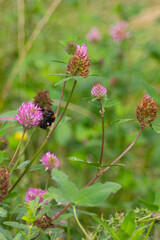 Wild clover flowers creating a great environment for bumblebees to collect pollen and help nature thrive.