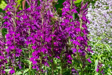 Close up of a purple cardinal flower (lobelia cardinalis) flower in bloom