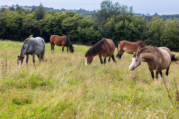 Herd of small horses ponies grazing happily in field in rural Shropshire UK on a summers day.