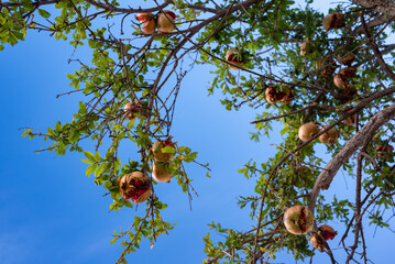 Ripe pomegranate fruits growing on a tree on blue sky background