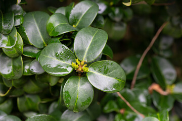 Green frach leaves in raindrops Ligustrum japonicum