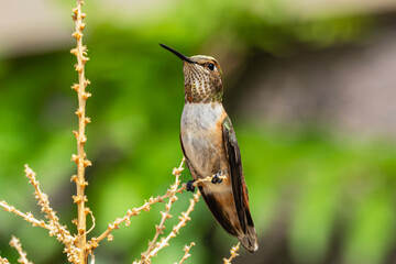 Naklejka premium Rufous Hummingbird (Selasphorus rufus) Perched