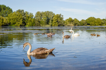 Fototapeta premium White swan with a family of baby swan signets with reflections in the water of the lake