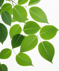 Fototapeta na wymiar Green leaves on white