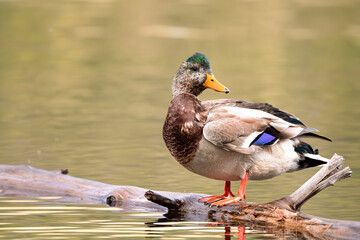 Juvenile Male Mallard