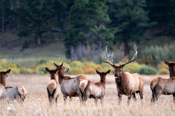 Elk in the Rut