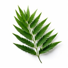 Fototapeta premium Photo of Cedar Leaf isolated on a white background