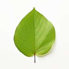 Obraz premium Photo of Dogwood Leaf isolated on a white background