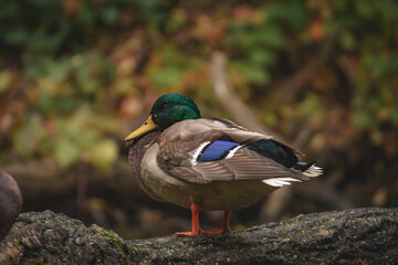 Mallard duck (Anas Platyrhynchos) male, a large water bird with colorful plumage, stands by the river bank on a stump and cleans its feathers.