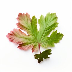 Photo of Hawthorn Leaf isolated on a white background