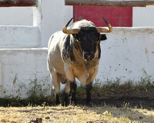 un toro español con grandes cuernos en españa