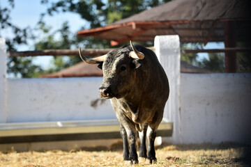 un toro español con grandes cuernos en españa