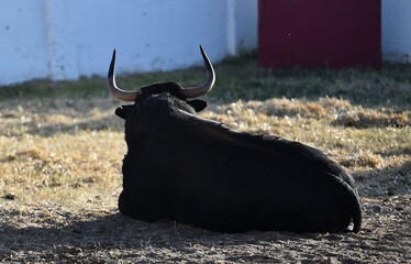 un toro español con grandes cuernos en españa