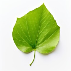 Photo of Linden Leaf isolated on a white background
