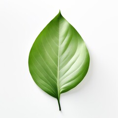 Obraz premium Photo of Magnolia Leaf isolated on a white background