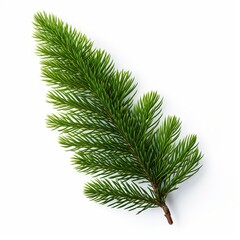 Naklejka premium Photo of Willow Oak Leaf isolated on a white background