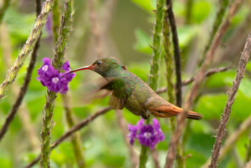 Rufous-tailed-hummingbird, Amazilia tzacatl