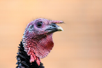 Wild turkey (Meleagris gallopavo) a large burrowing bird with a red head and dark plumage, profile view of the animal's head.