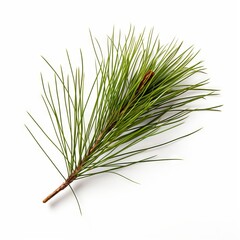 Photo of Pine Needle isolated on a white background