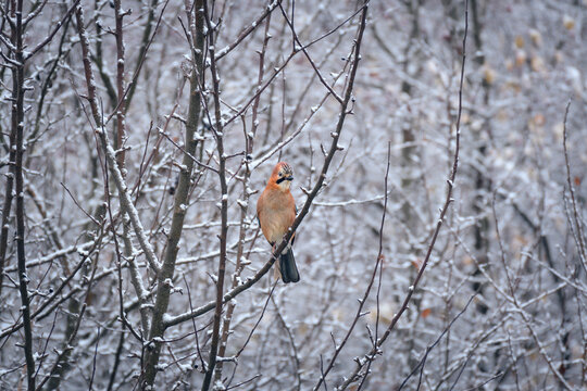 Eurasian Jay (Garulus Glandarius) A medium -sized bird with an orange plumage sits on a slightly snowy branch of the tree.