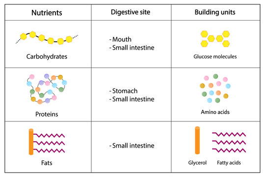 Nutrients, carbohydrates, lipids and proteins. Digestive and absorption sites. Building units,  Glucose, Amino acids, Glycerol and Fatty acids molecules. Scientific vector illustration.