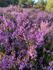 Stunning view of blooming heath with pink purple heather flowers in famous nature park Lueneburger...