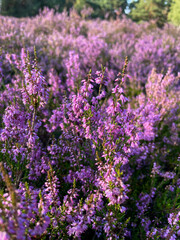 Obraz premium Stunning view of blooming heath with pink purple heather flowers in famous nature park Lueneburger Heide in North Germany 