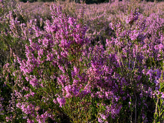 Obraz premium Stunning view of blooming heath with pink purple heather flowers in famous nature park Lueneburger Heide in North Germany 