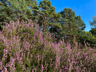 Obraz premium Stunning view of blooming heath with pink purple heather flowers in famous nature park Lueneburger Heide in North Germany 