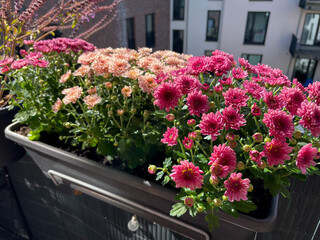 Pink purple blooming Chrysanthemum flowers in decorative flower pots hanging on balcony fence high...
