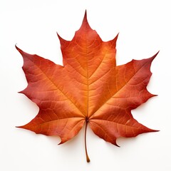 Obraz premium Photo of Sweetgum Leaf isolated on a white background
