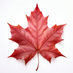 Fototapeta premium Photo of Sweetgum Leaf isolated on a white background