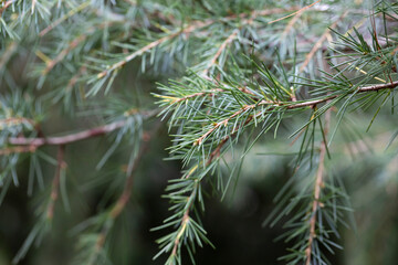 Young bright green needles of Himalayan cedar Cedrus Deodara,
