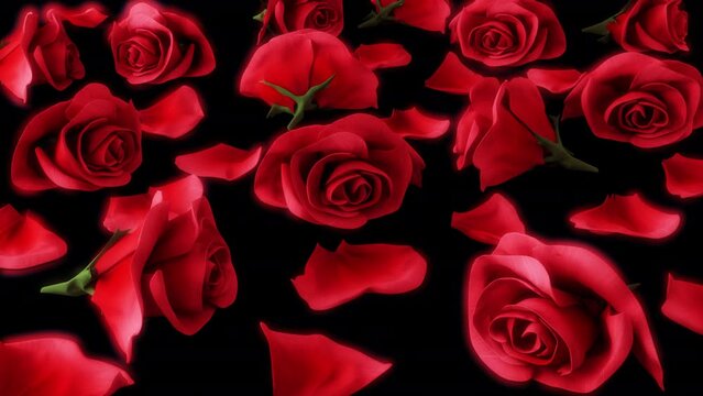 Falling Roses from a different angle with transparent (alpha) background