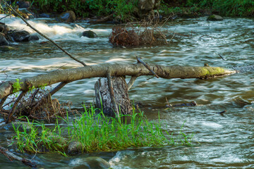 Autumn landscape. A fallen tree in a mountain river. A beautiful stormy river and clear water washes a fallen tree. Pure mountain nature.