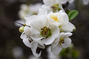 Fototapeta na wymiar Close up White flowers of Japanese Quince. Floral spring background, selective focus