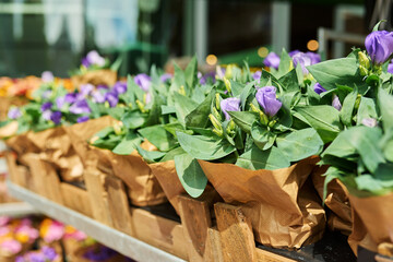 Close-up of shelf with pots of blooming purple eustoma in flower shop
