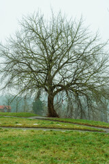 A lonely tree with fluffy branches stands on a hill against the background of the city on an autumn cloudy day. Autumn rainy landscape. The concept of loneliness and longing, terminated relationships