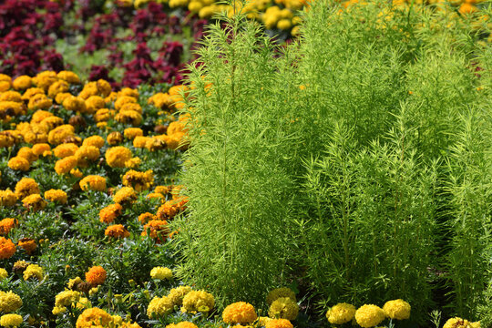 Flower garden with Coleus, Kochia scoparia and marigold