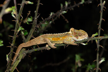 Beautiful Midlands Dwarf Chameleon (Bradypodion thamnobates) on a thorny shrub
