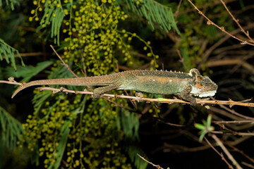 Gorgeous colors of the Midlands Dwarf Chameleon (Bradypodion thamnobates)