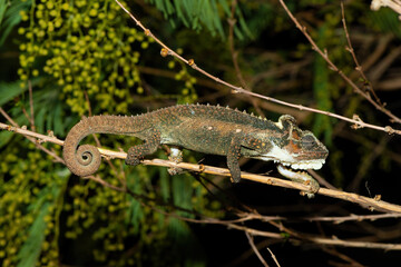 Gorgeous colors of the Midlands Dwarf Chameleon (Bradypodion thamnobates)