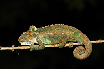 Gorgeous colors of the Midlands Dwarf Chameleon (Bradypodion thamnobates)