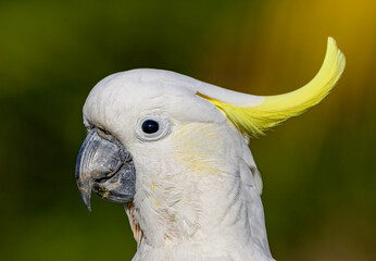 close up of a sulphur crested cockatoo