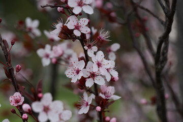 Prunus cerasus flowering tree flower, beautiful white petals tart dwarf cherry flowers in bloom.Garden fruit tree with blossom flowers
