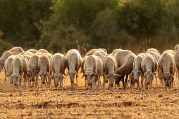 Sheep grazing in the field after harvest