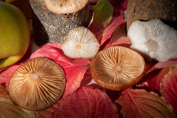 Background of bright colorful autumn leaves and mushroom caps, top view. Creative art