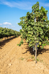 Fototapeta na wymiar Hileras de viñas en espalderas con uvas maduras, preparadas para su cosecha.